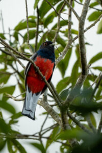 «Volar 2025»: Misiones celebrará el primer encuentro internacional de observación de aves imagen-4