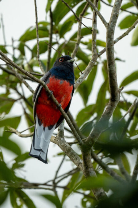 «Volar 2025»: Misiones celebrará el primer encuentro internacional de observación de aves imagen-6