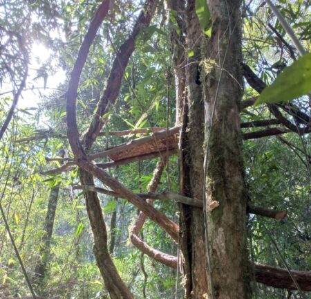 Guardafaunas destruyen puesto de caza ilegal dentro de la Reserva Privada Suiriri imagen-15