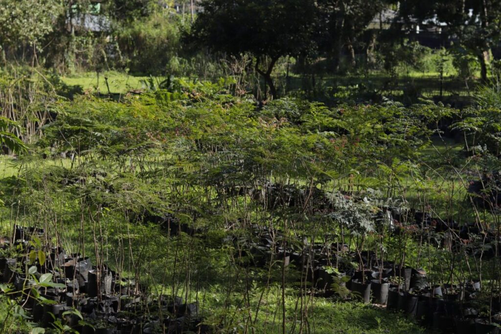 Vivero Municipal: un pulmón verde que cultiva vida imagen-5