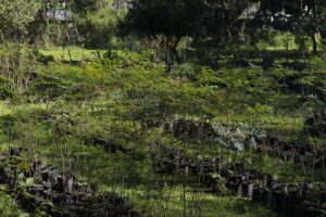 Vivero Municipal: un pulmón verde que cultiva vida imagen-1