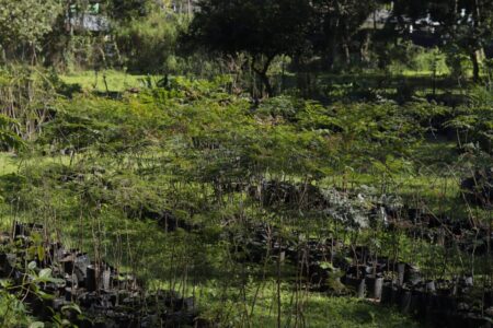 Vivero Municipal: un pulmón verde que cultiva vida imagen-32