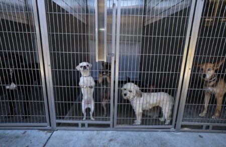 Las secuelas inesperadas del plan de deportación masiva de Trump: refugios al límite por abandono de mascotas imagen-5