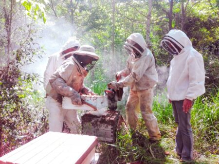 Apicultura misionera en expansión: productores de Oberá y la región trabajan en formalización y mejoras en la producción imagen-5