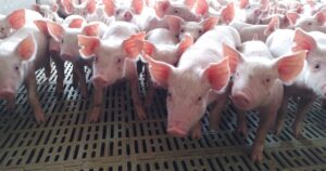 La resistencia antimicrobiana obliga a unificar criterios en la salud humana y animal imagen-3