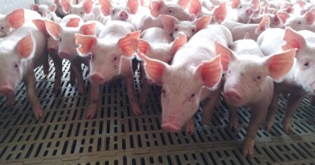 La resistencia antimicrobiana obliga a unificar criterios en la salud humana y animal imagen-17