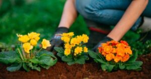 5 combinaciones de flores y colores para diseñar un jardín de revista imagen-4