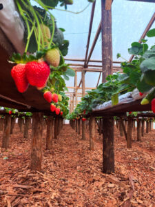 Invitan a una Jornada Técnica: El Cultivo de Frutilla en Misiones imagen-1