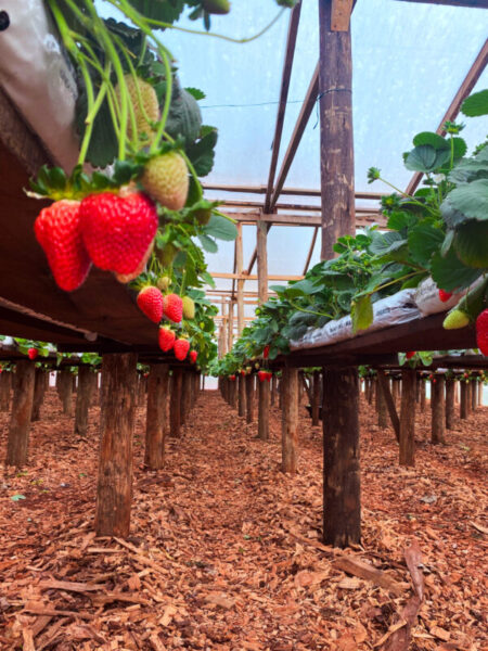 Invitan a una Jornada Técnica: El Cultivo de Frutilla en Misiones imagen-12