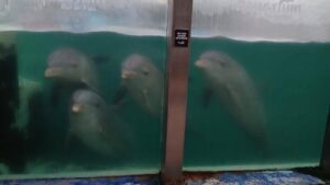 Denunciaron un presunto caso de abandono de animales en el Aquarium de Mar del Plata imagen-2