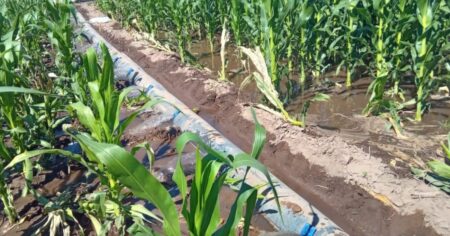 En San Luis, el costo del riego pasó de 8.000 a 380.000 pesos por hectárea y los productores exigen respuestas imagen-9