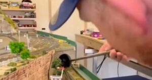 Jugaba con su tren a escala y encontró una serpiente venenosa escondida en la maqueta: "Pensé que era de goma" imagen-2