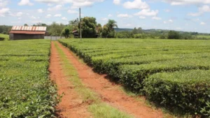El té no repunta y productores abandonan la actividad imagen-2