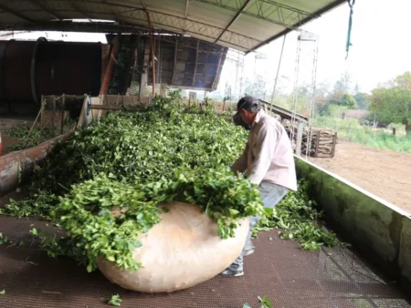 Las ventas de yerba mate cerraron el primer semestre con un crecimiento del 16% imagen-9