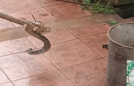 Sorpresa en Garupá: una yarará apareció dentro de una casa imagen-13