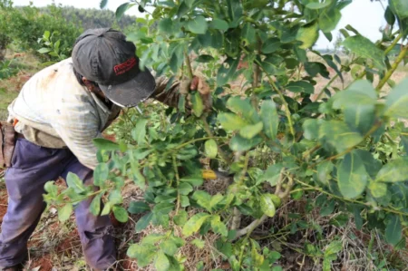 El lunes comienza el relevamiento anual de tareferos en Misiones imagen-10
