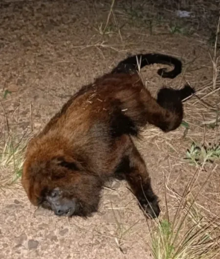 San Pedro: atropellaron un mono carayá rojo sobre ruta 14 imagen-18