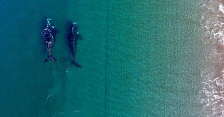 Una esperanza para el mar de Argentina: las ballenas en Puerto Madryn están llenando las playas de crías imagen-9