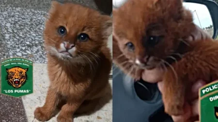 Rescataron un cachorro de puma yaguarundí en Santa Fe y detectaron otro caso en Salta imagen-8