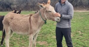 Crearon el primer tambo de burras de la Argentina y hacen un producto clave para la salud infantil imagen-2