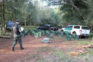Gendarmería allanó una chacra en Puerto Piray y secuestró un cargamento de cigarrillos de contrabando imagen-8