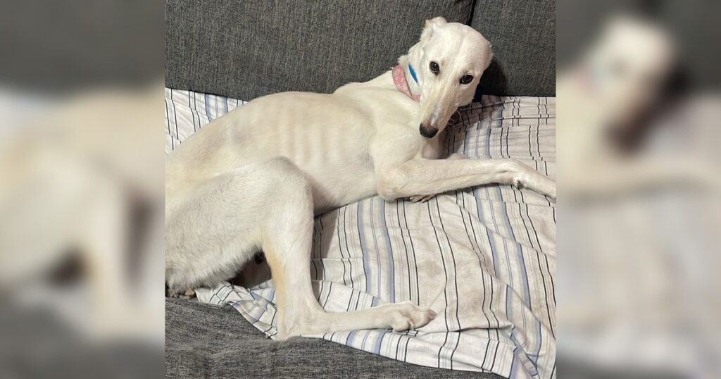 Le quebraron la cola porque "no servía" y la abandonaron en un basural: la dura historia de Yuki, la galga que tuvo una segunda oportunidad imagen-98