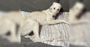 Le quebraron la cola porque "no servía" y la abandonaron en un basural: la dura historia de Yuki, la galga que tuvo una segunda oportunidad imagen-4