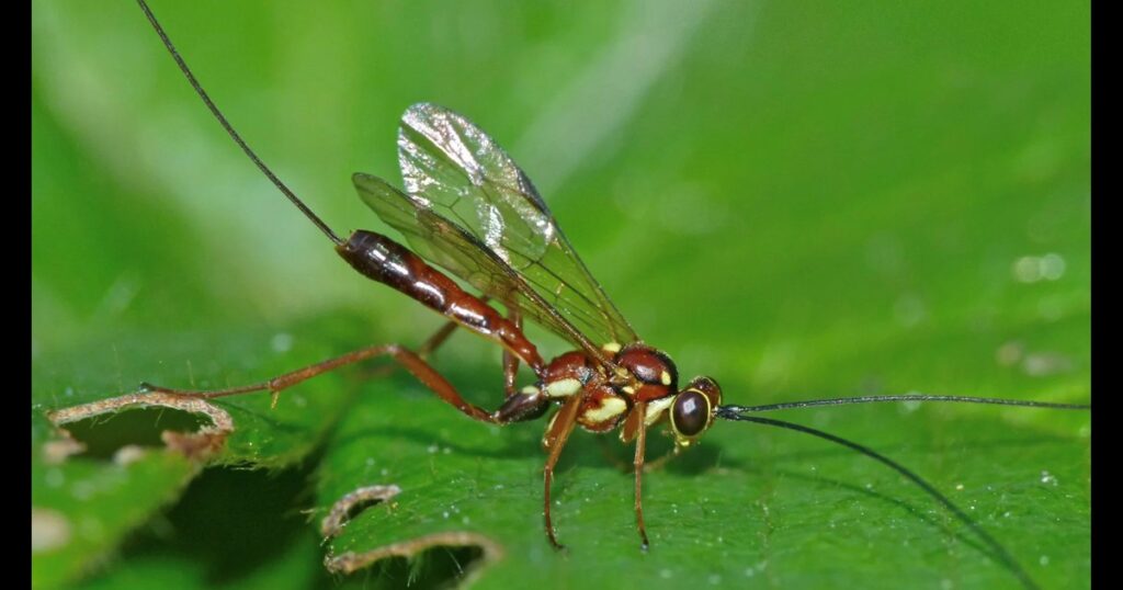 Descubrieron una especie de avispa parasitaria nunca antes vista en Estados Unidos imagen-4
