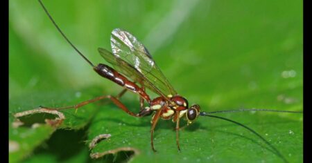 Descubrieron una especie de avispa parasitaria nunca antes vista en Estados Unidos imagen-40