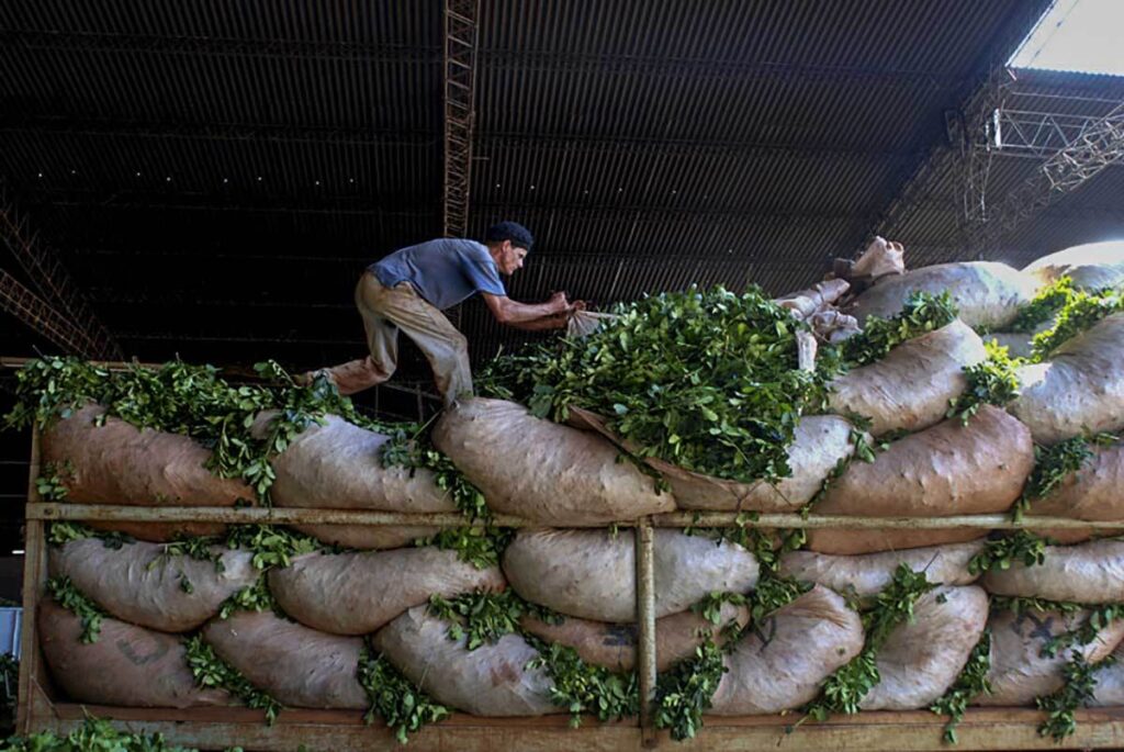 La yerba mate encabeza la crisis de las economías regionales según el semáforo de Coninagro imagen-4