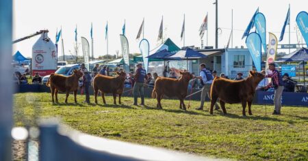 Cuenta regresiva para la expo Angus de primavera, en Cañuelas imagen-17