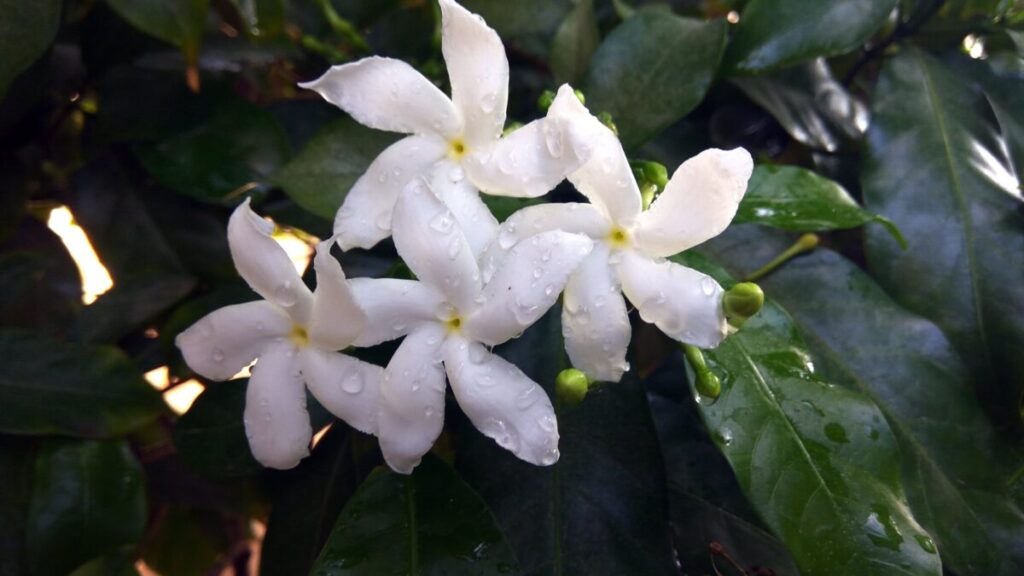 Las mejores 150 frases del Día de la Primavera para mandar por WhatsApp imagen-3