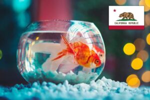 De peces a arañas: la ley de West Hollywood, California, que prohíbe la venta de casi todos los animales en las tiendas imagen-2