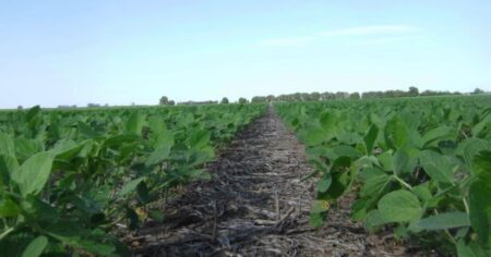 Suelos en deuda: nutrición y sustentabilidad del cultivo de soja imagen-18