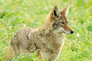 Inquietante hallazgo: qué significa que haya coyotes en el Central Park de Nueva York imagen-2