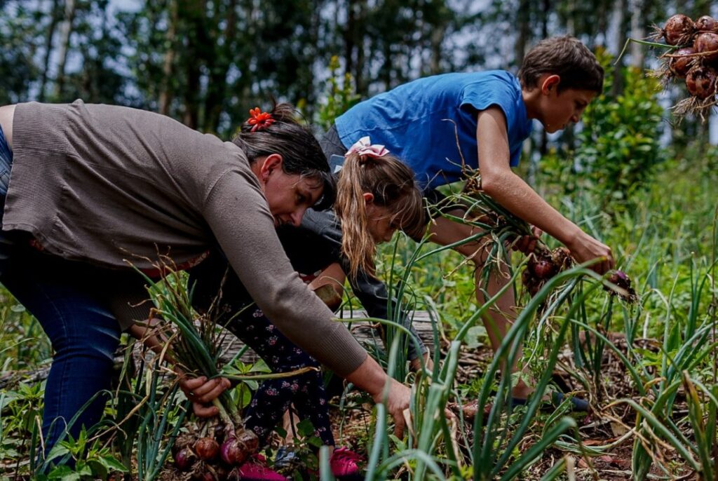 Experiencias de productores de El Soberbio y Panambí muestran el éxito de las chacras multiproductivas imagen-5