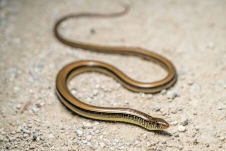 No es una serpiente: el lagarto de Carolina del Sur que sorprende por su aspecto sin patas imagen-24
