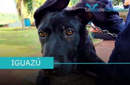 Adiestramiento K9 en Iguazú: «Tanos y Brandy» con sus guías listos para tareas de seguridad imagen-116