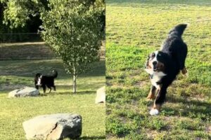 Se perdió en un parque y su reacción al reencontrarse con su dueño enterneció a todos en las redes imagen-2