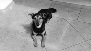 Crisis de abandono animal: solo el 10% de los perros callejeros son adoptados imagen-3