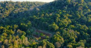 M2 x Naturaleza: plantaron 4.000 árboles nativos para restaurar la Selva Misionera con enfoque regenerativo y sintrópico en una reserva privada  imagen-6