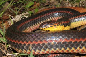 En Florida: qué significa si una serpiente aparece en tu casa imagen-1