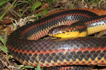En Florida: qué significa si una serpiente aparece en tu casa imagen-13