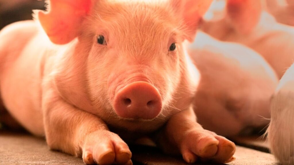 “Crecimiento genuino”: la carne que vive un boom en producción, bate récords en consumo y exportaciones, pero le preocupa Brasil imagen-4
