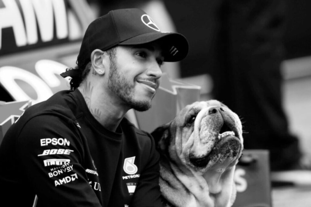 Murió Roscoe, el famoso y querido perro de Lewis Hamilton: “Tuve que tomar la decisión más difícil de mi vida” imagen-5