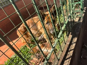 Posadas: urge rescate de dos perros abandonados en situación de abandono imagen-3