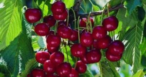 Cuáles son las propiedades del capulín que lo hacen una fruta ideal para la salud imagen-2