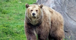 Ataque de oso en Yellowstone: un excursionista resultó herido en el primer incidente de 2025 imagen-3