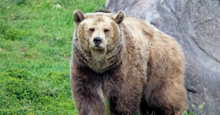 Ataque de oso en Yellowstone: un excursionista resultó herido en el primer incidente de 2025 imagen-18