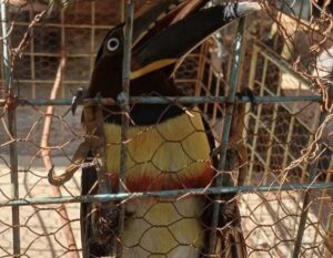 Rescatan a un tucán arasarí fajado herido en Gobernador Roca imagen-1